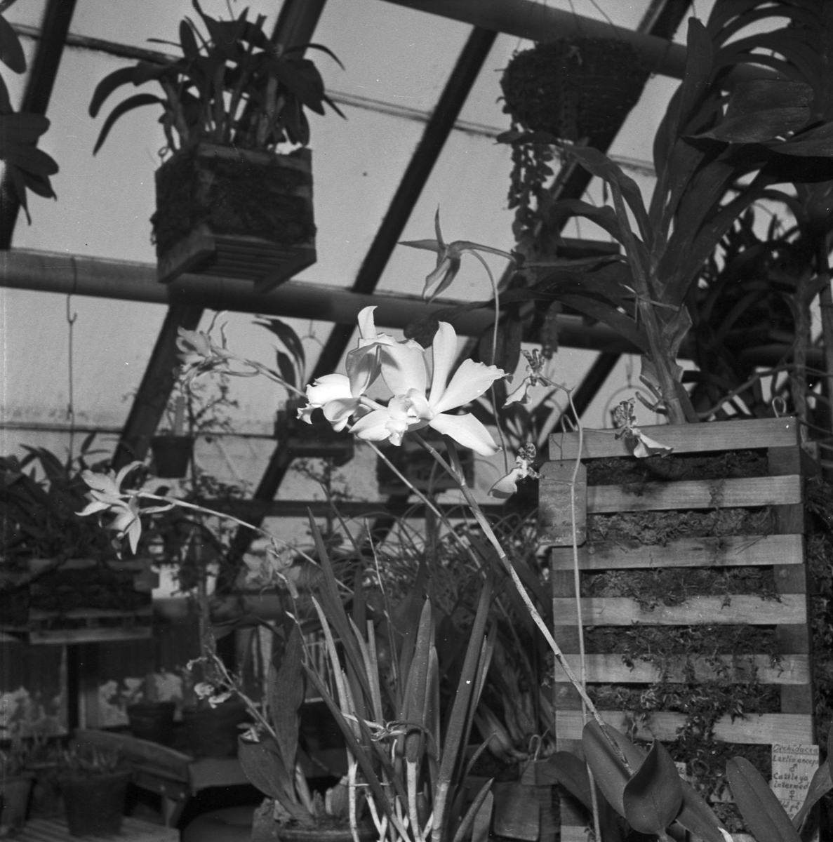 Botaniska trädgården, orkidé blommar, Uppsala, januari 1955