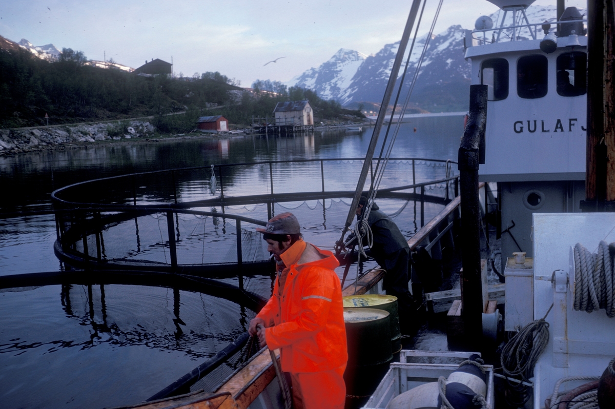 Brønnbåten Gulafjord ligger på lokalitet nr. 2, Ørnestbukta tilhørende Kaldfjord Fiskefarm v/Leonard Hansen.