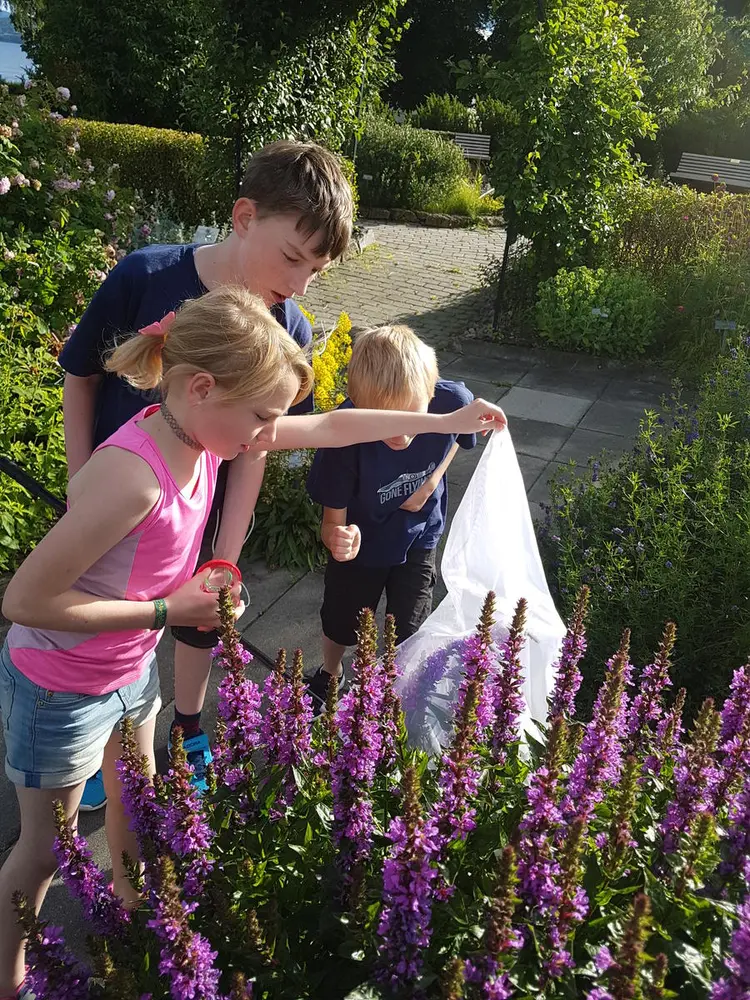 Tre barn samarbeider om å fange og studere humler i Urtehagen på Domkirkeodden,