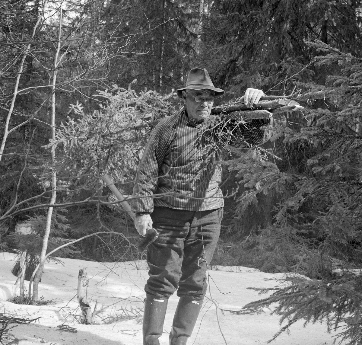 Skogvokter Bernt Bjølseth i Romedal Almenning velger passelig grankvist beregnet på lensefeste. April 1968.