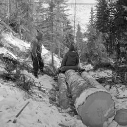 Tømmerkjøring på bukk i Jordet Trysil. Fotografiet er tatt p