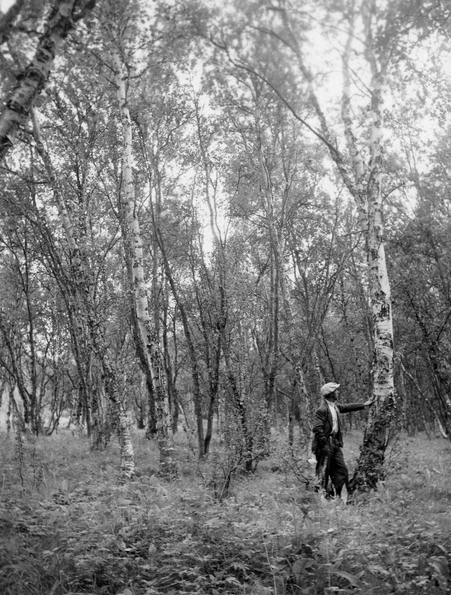 Fra bjørkeskog ved Tana landbruksskole i Finnmark.  Bildet viser en ung mann iført nikkersbukser, dressjakke og sixpencelue som lener seg mot et krokvokst bjørketre.  Treet vokser i et fuktig lende med frodig grasvekst, og med flere liknende trær, riktignok med noe mindre stammediameter enn det treet den nevnte mannen lener seg mot.  Ved denne landbruksskolen ble det primært undervist i et jordbruk som var tilpasset de stedlige forhold i landsdelen, men alt fra starten inngikk også et femten timers kurs i skogbruk med skogassistenten i Aust-Finnmark forvaltningsdrift som pedagogisk ansvarlig i undervisningstilbudet.