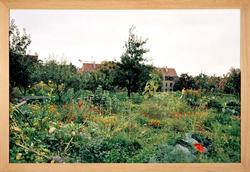 Common Green # 2 [Fotografi]