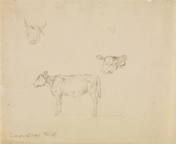 Studier av sauer [Tegning]