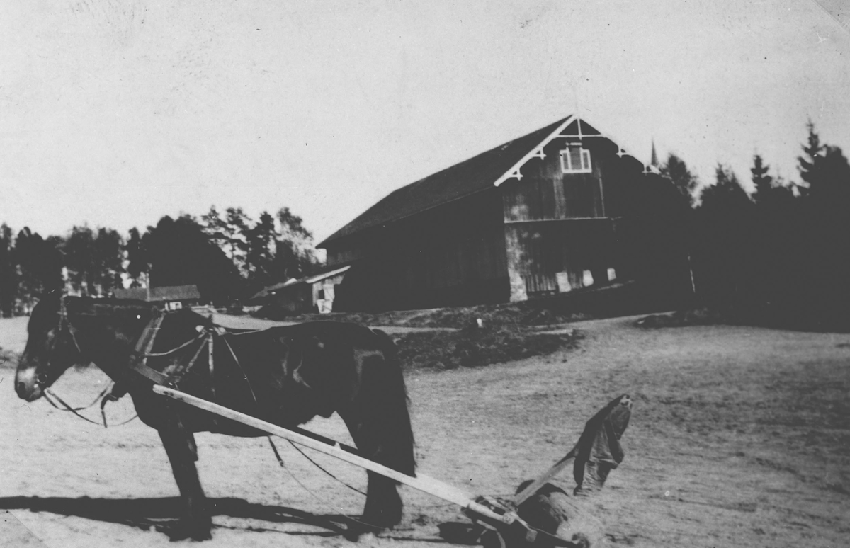 Hester med velter.Fotografert på Kjærnsmo. Låven i bakgrunn.