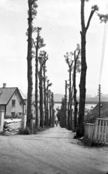 Gørvellalleen sett fra Parkvegen