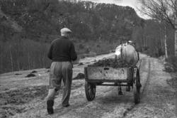 Utkjøring av møkk på Reiten.