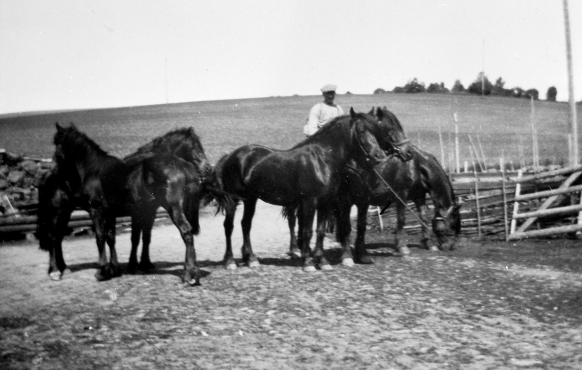 Gustav Amb med hestflokk på Kinni lille, Ringsaker.