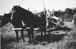Skuronn på Nar-Holo, Gaupen, Ringsaker. Leonard Fossum kjøre