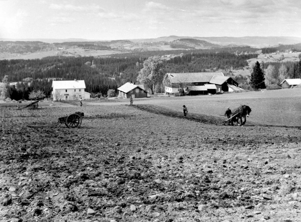 Potetsetting på Sørlunden, Veldre, Ringsaker. Hest med dobbelskjær. Folk med bøtter setter poteter. Stuttkjerrer.