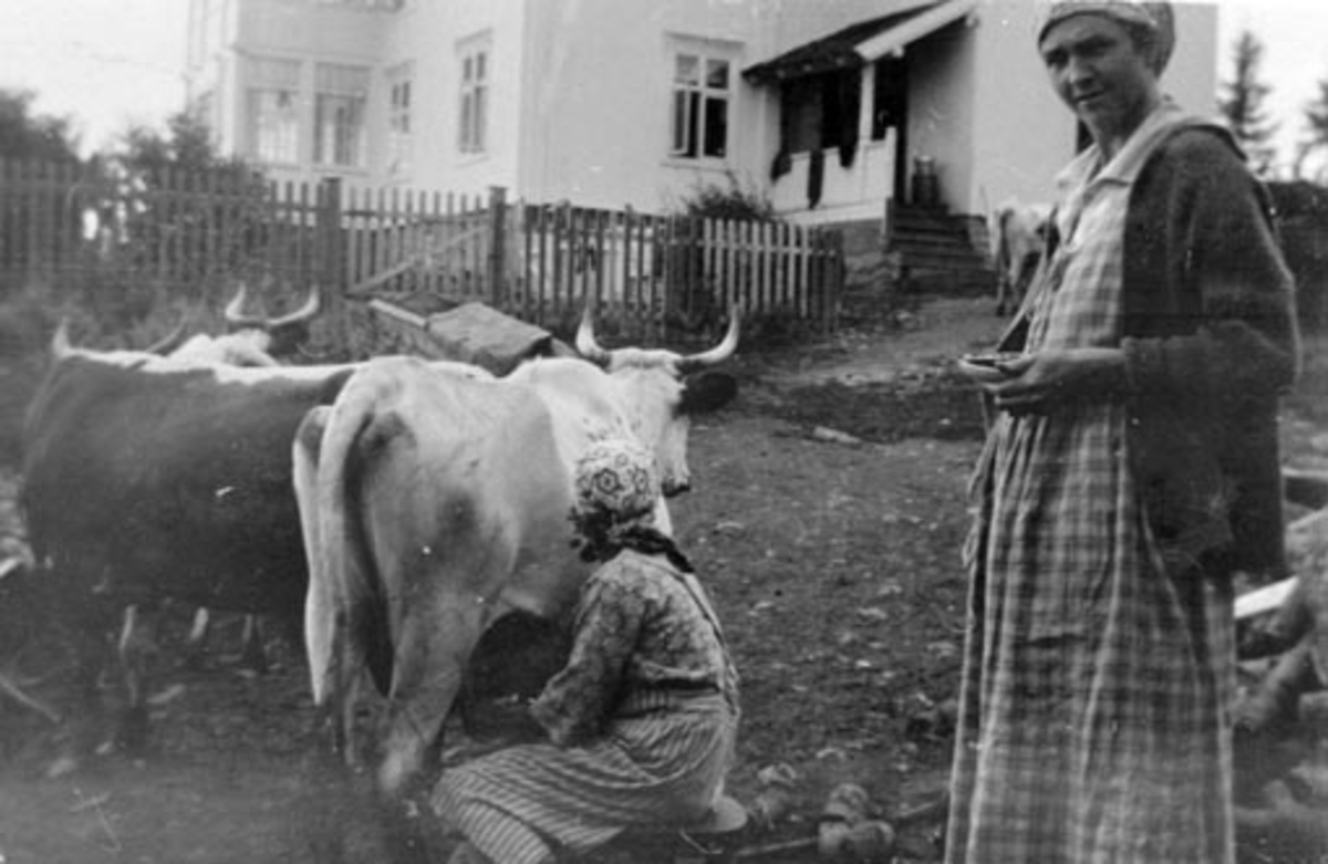 Johanne Andersen melker ku. Til høyre er Anna Margrethe Feiring (1892-1980) på Bjørnstad, Nes, Hedmark.