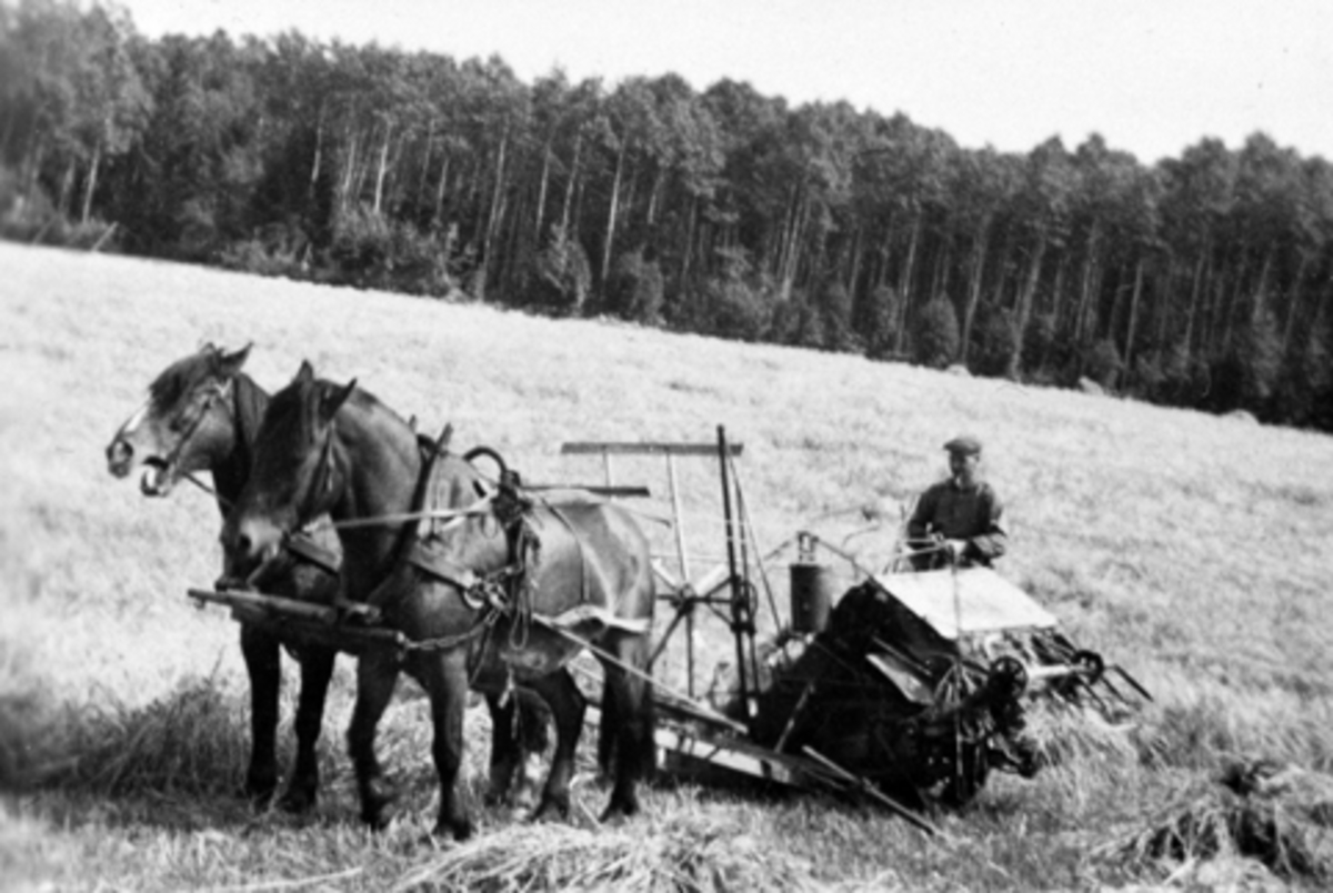Skuronn med selvbinder og hestene "Blessen" og "Frikk" på Tveiter, Stavsjø, Hedmark.
