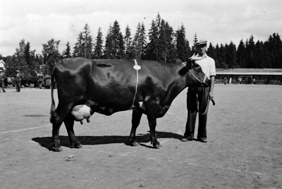 Ingv. Dobloug fra Granerud gård, Brumunddal med melkeku på dyreutstilling, Greveløkka, Hamar, 1949.