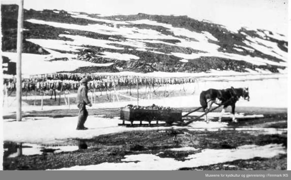Rudolf Jentoft kjører fisk med hest og slede. Hestens navn var "Michal Sars." Snøflekker på bakken og i bakgrunnen henger det fisk på hjell. Ca 1925