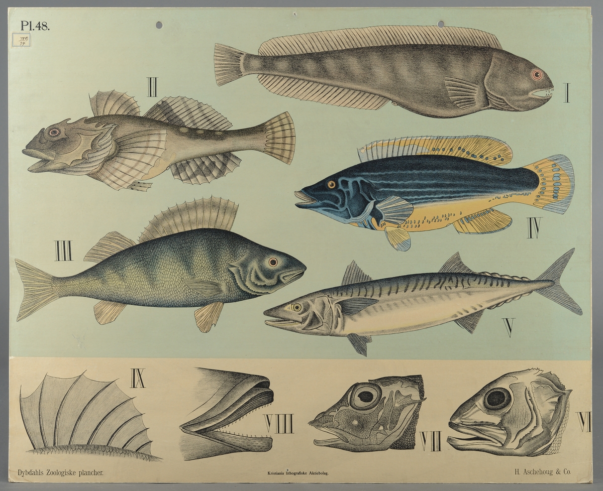 Fremstilling av fisk; steinbit, ulke, abbor, blåstål, makrell.