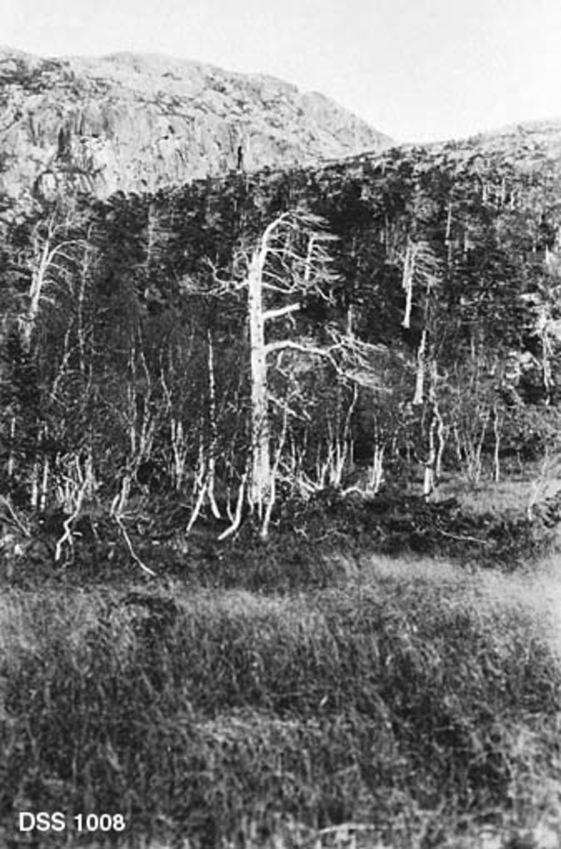 Gryta skog i Vefsn.  Fotografiet er tatt fra ei myr mot ei li med gamle, tørkende furutrær omgitt av en underskog av bjørk.  I bakgrunnen en markant bergrygg uten nevneverdig skog. 