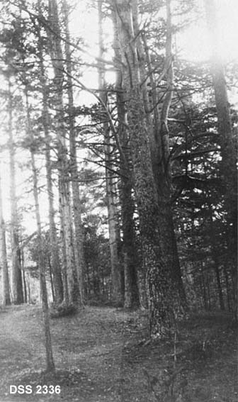 Furubestand i Øyskogen ved Fyresdal prestegard. Gamle furutrær i forholdsvis åpent skogparti. 