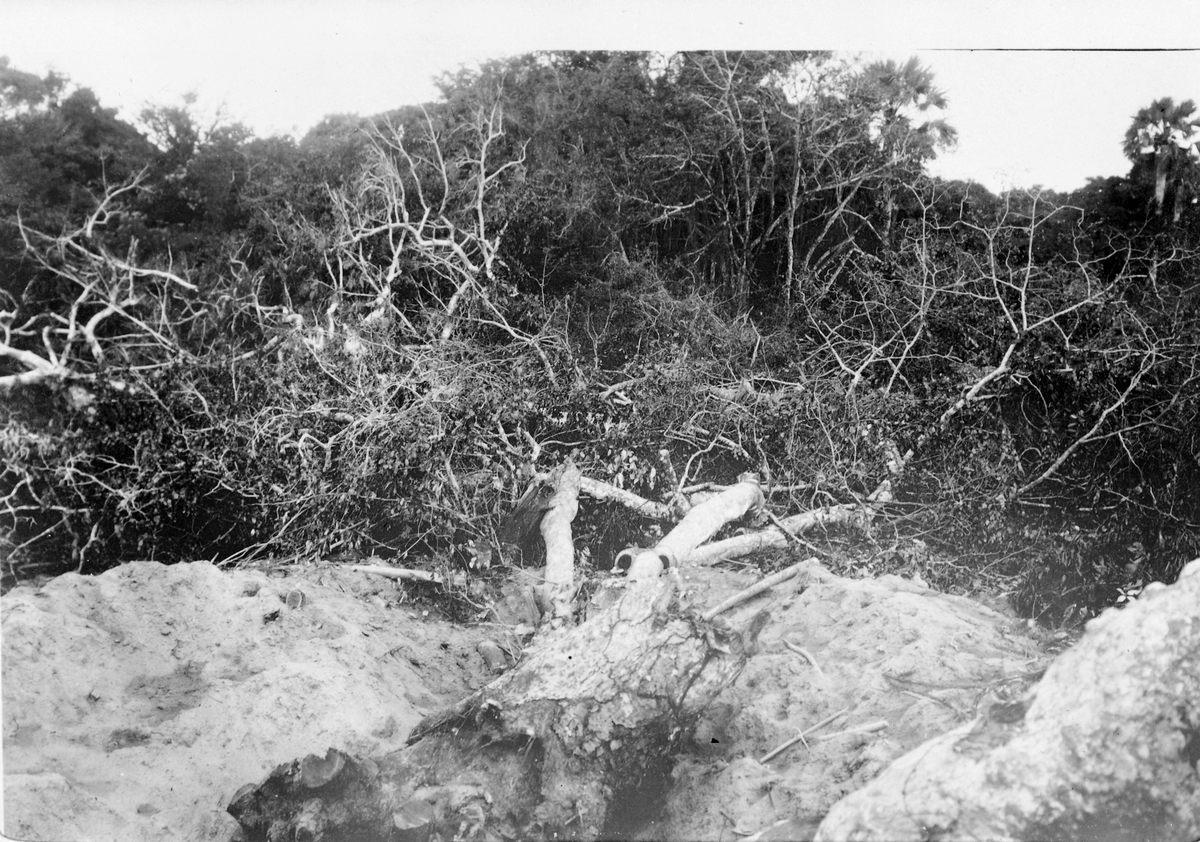 Mosambik 1914. Nyrydding av arealer for plantasjeselskapet Soc. du Madal i Quelimanedistriktet.