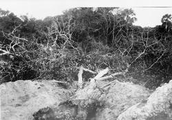 Mosambik 1914. Nyrydding av arealer for plantasjeselskapet S