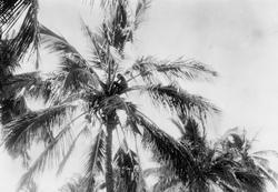 Mosambik 1914. En ung afrikaner sitter oppe i en palmekrone 