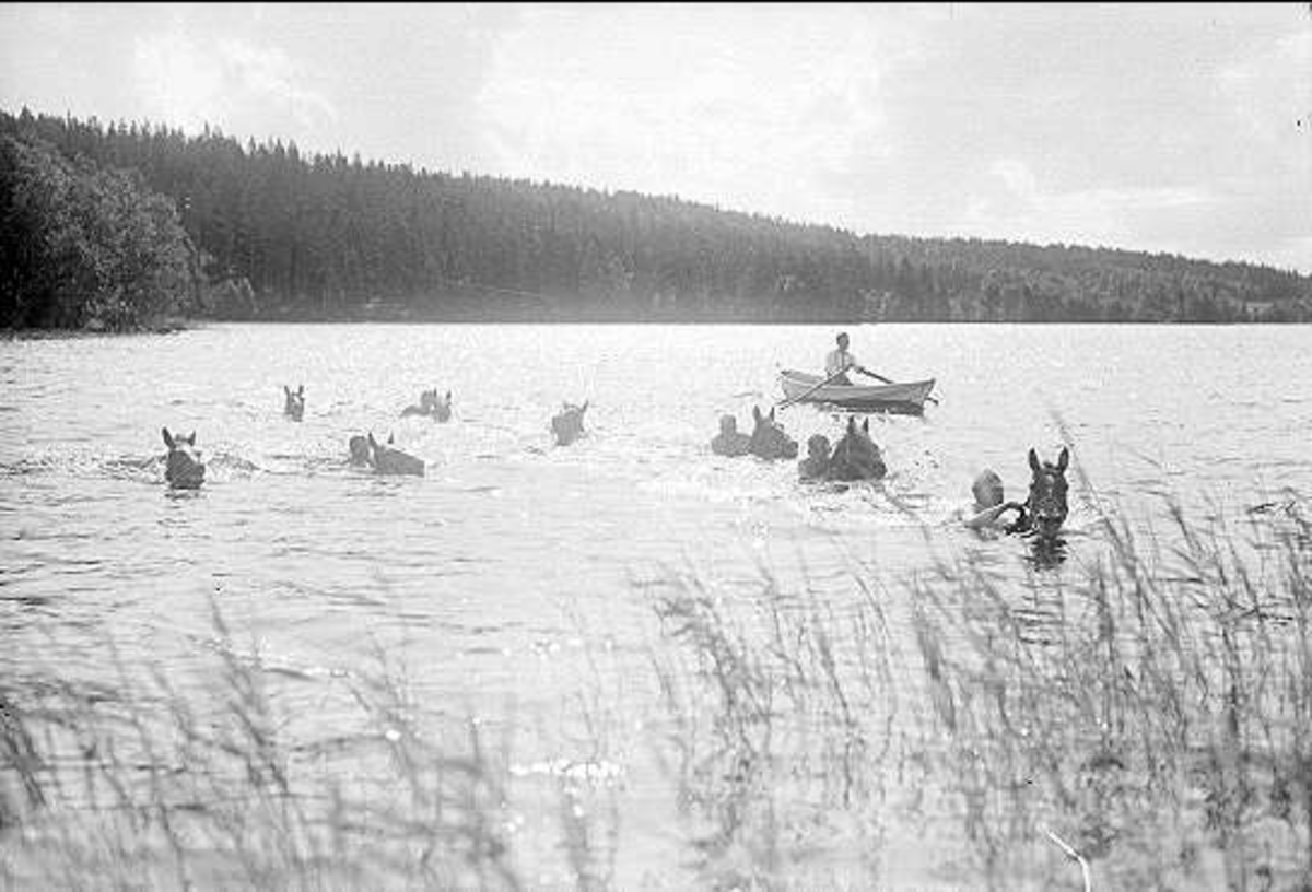 Patrullfälttävlan 1933 till häst, övergång av vattendrag (Simsjön) genom simning med häst.