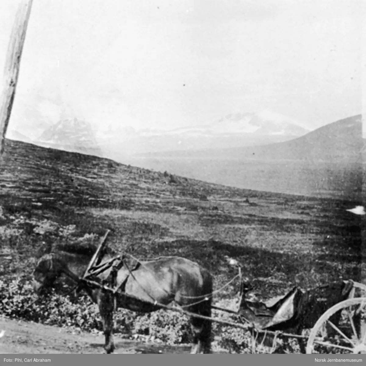Hest med vogn på landeveien over Dovrefjell med Snøhetta i bakgrunnen