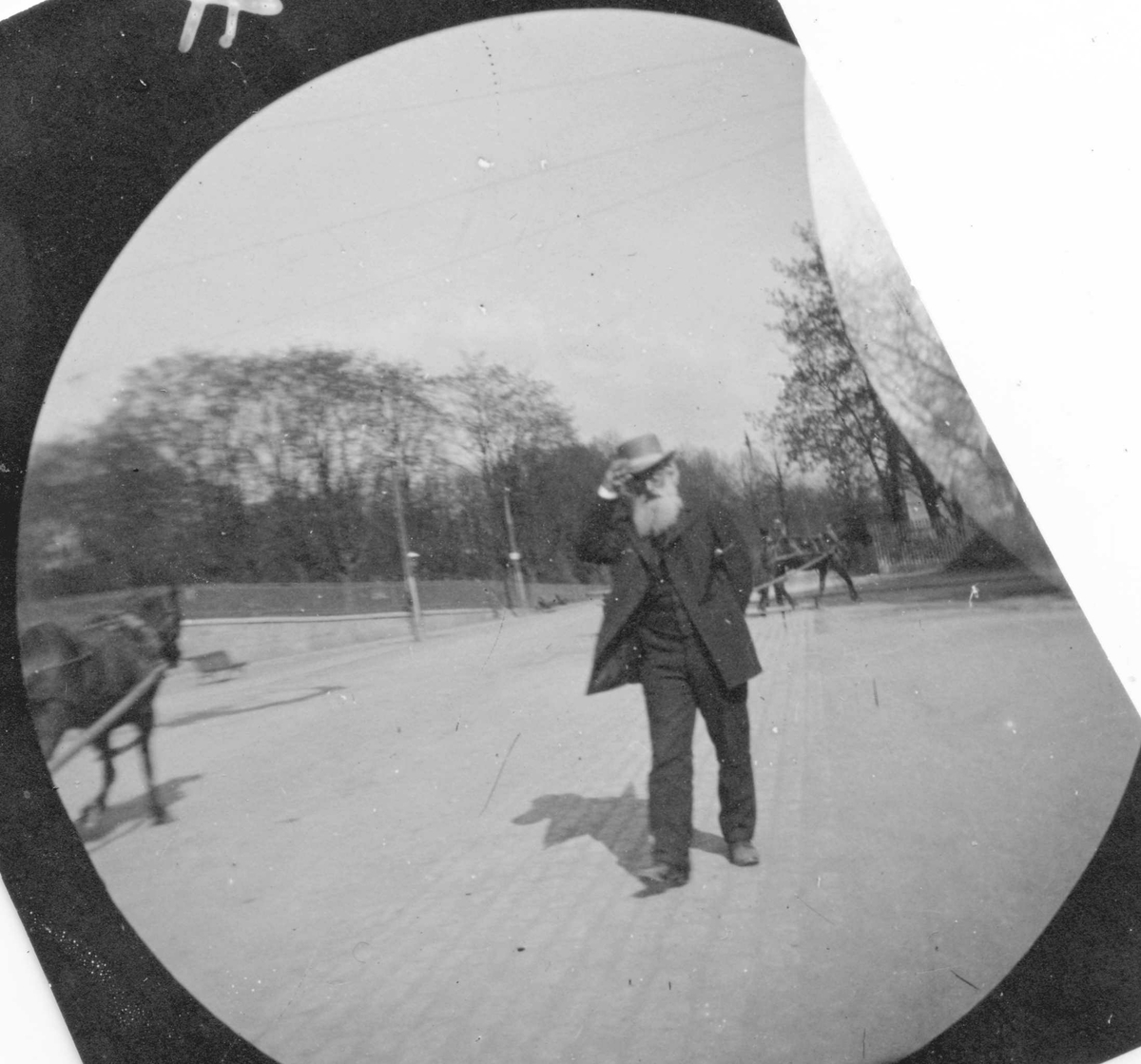 Professor Ernst Sars spaserer på vei i park. To hester og benk.