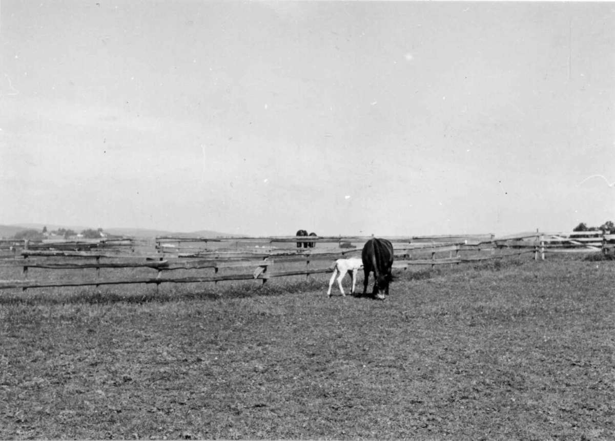 Haugrim, Aurskog, Akershus 1954. Beitene hester.
Fra dr. Eivind S. Engelstads storgårdsundersøkelser 1954.