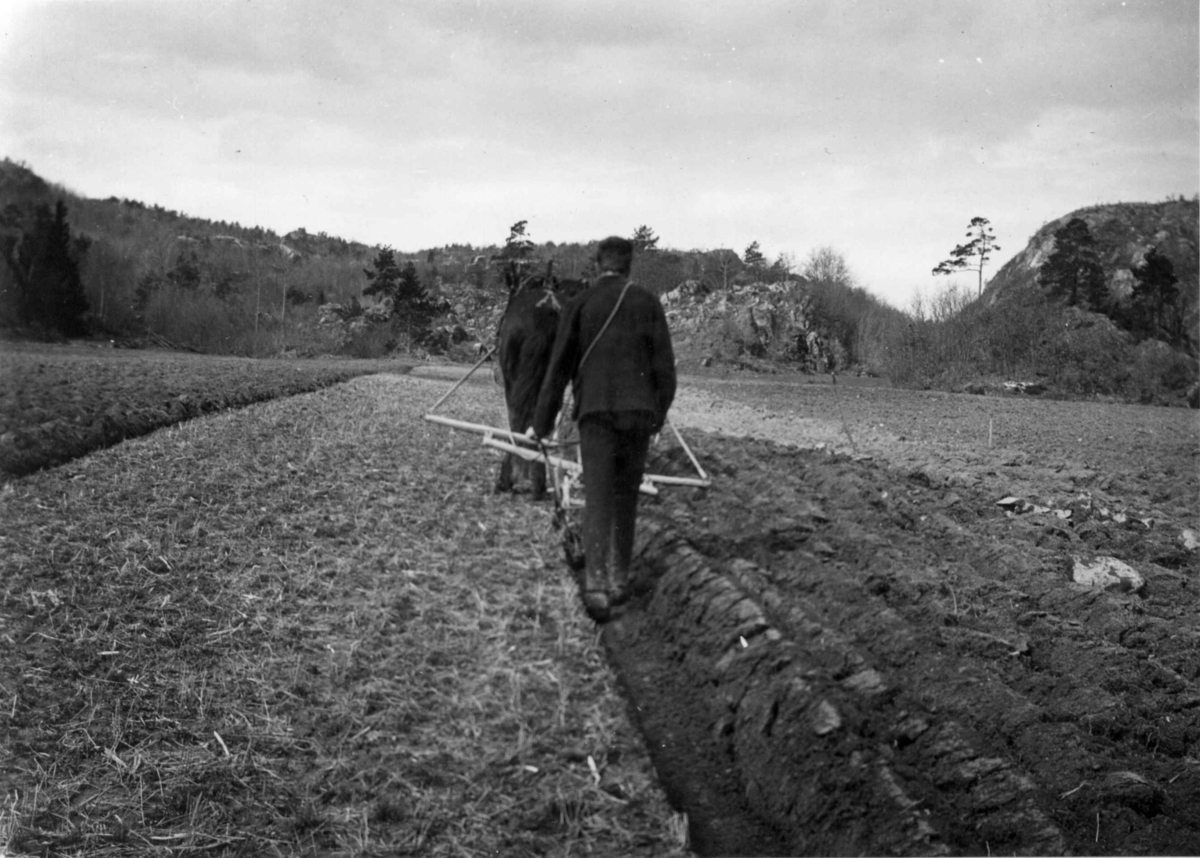 Kjos gård, Oddernes, Kristiansand, Vest-Agder, april 1919. Pløying med to hester, Reidar Willoch bak plogen på alléstykket på Kjos.
