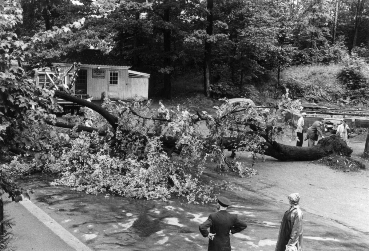 Tre faller og sperrer veien en morgen i juli. Foto, NF. (I. J. Kinck) 1958.