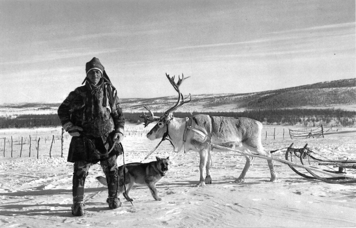 Flyttesame fra Kautokeino med hund og reinsdyr med slede. Finnmark.