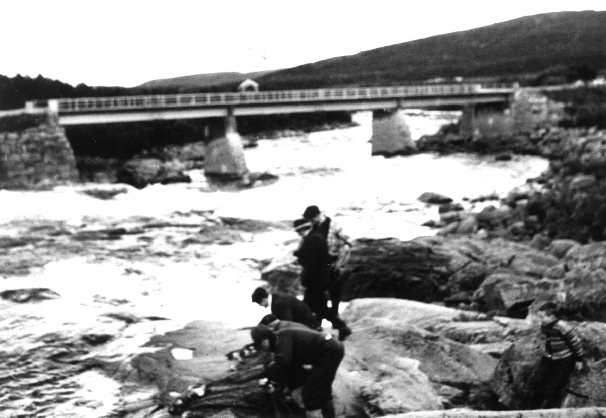 Kastenotfiske i Skoltefossen. Noten ligger ferdig på fjellet og blir tatt opp for kasting. I bakgrunnen en bro. Neiden 1948.