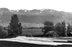 Valle, 1939. Stamping. Stampet vadmel ligger til tørk på en 