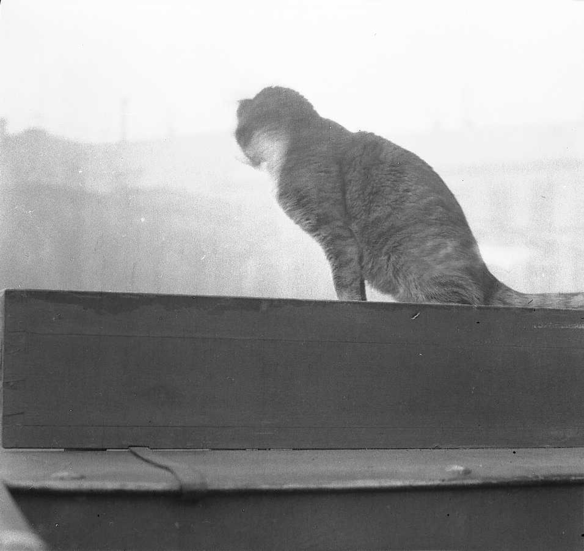 Utendørsfotografi av katt på tak.