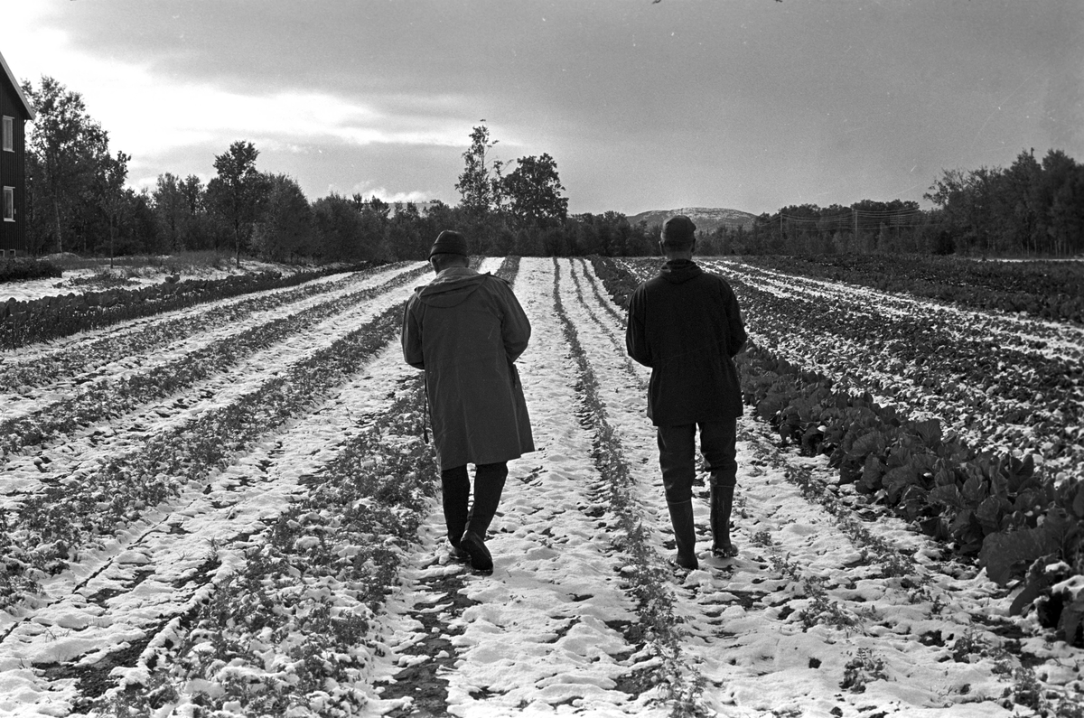 Serie. Uår i jordbruket i Tana, Finnmark. Fotografert sept. 1968.
