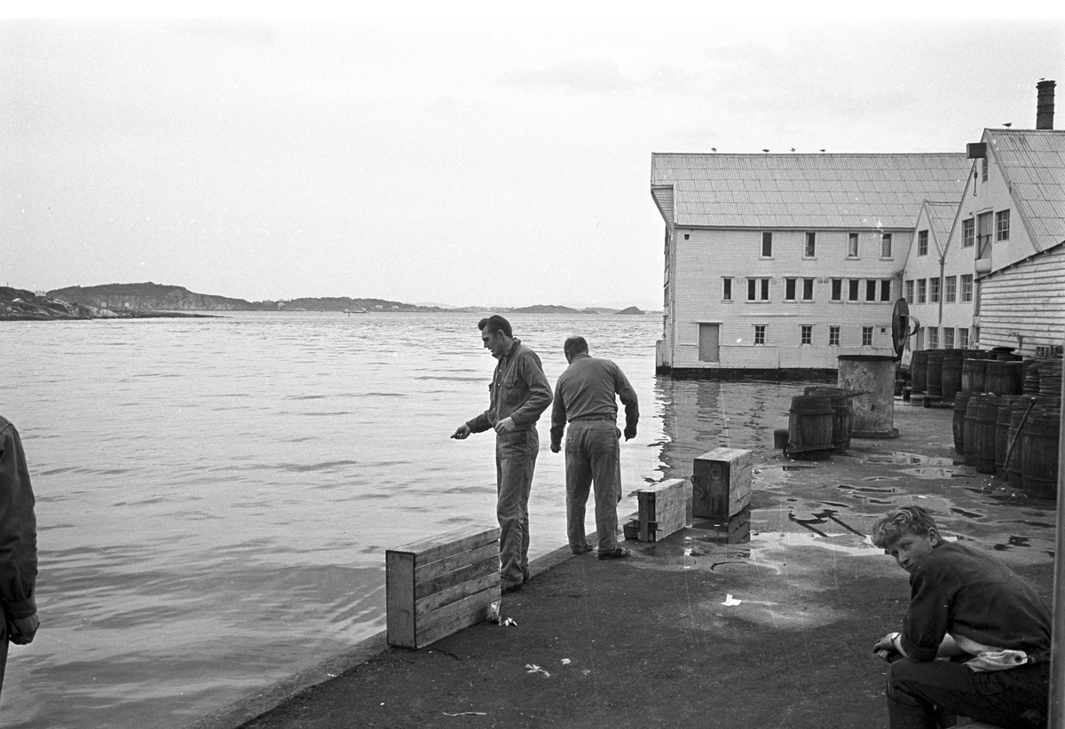 Serie. Fabrikkarbeidere og fabrikasjon på Bjelland Fabrikker, Stavanger. Fotografert aug. 1965. 