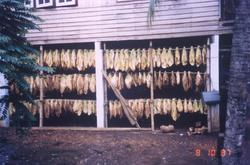 Tørking av tobakksplanter. Produksjon av Lys Virginia pipeto