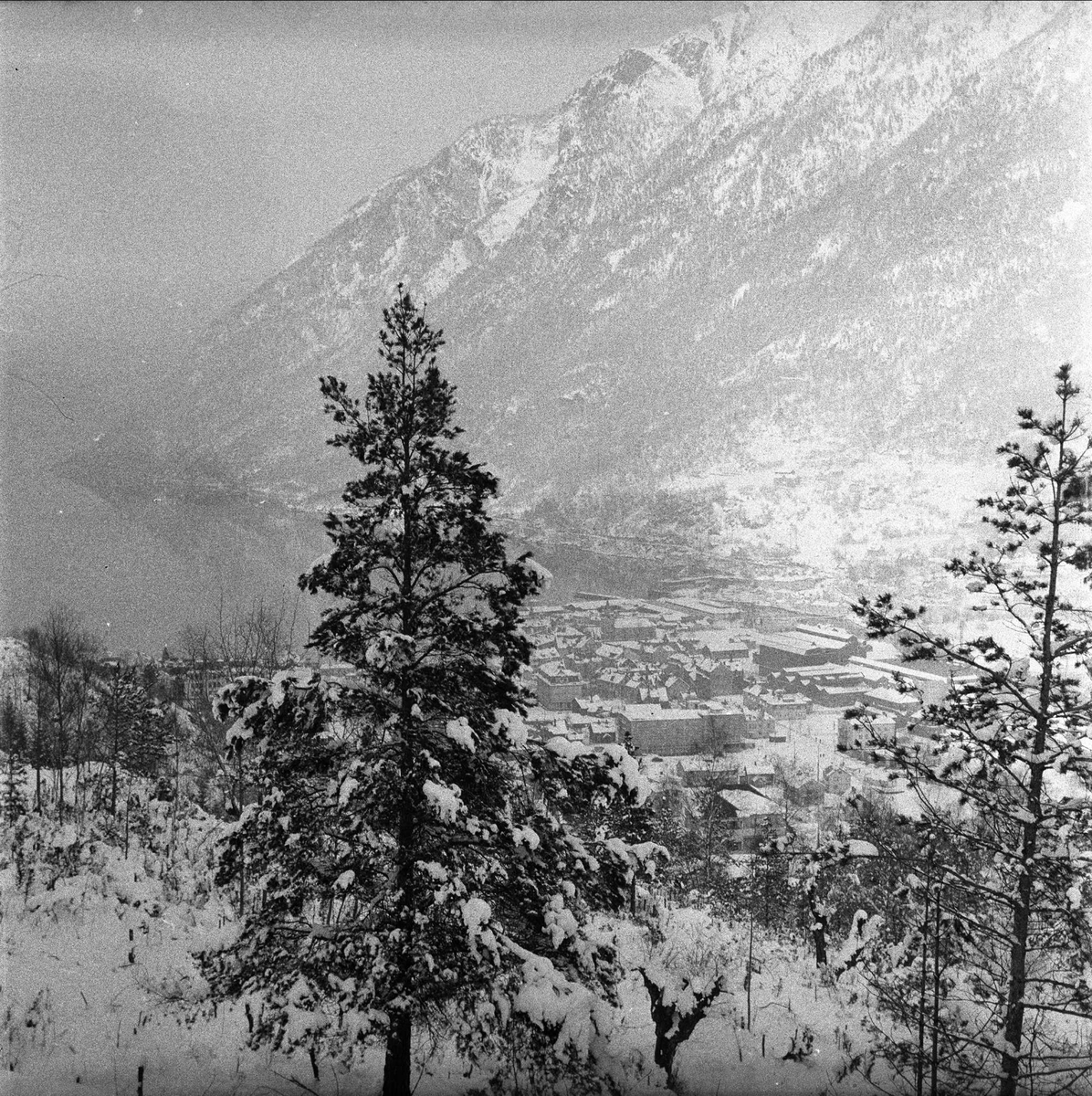 Odda, Hordaland, mars 1957. Skog.