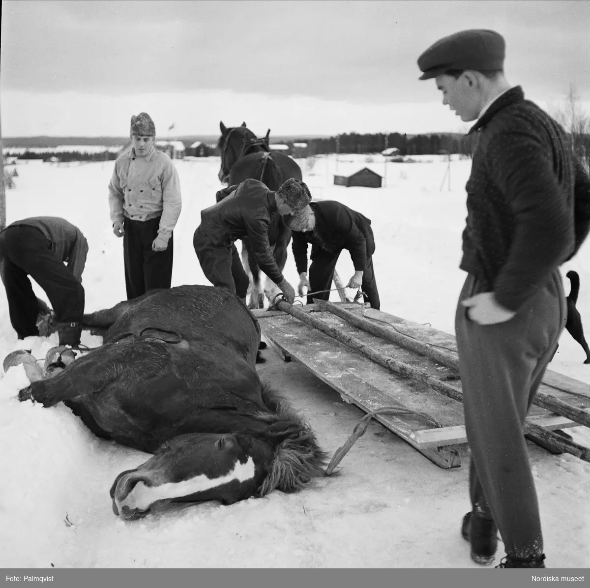 Död häst baxas upp på kälkflak. "Otto Hemmingssons häst föll död ned på landsvägen i Ede". Jämtland, Hammerdals sn, Ede