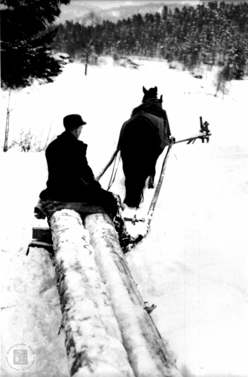 Skogsarbeid med hest og stupsslede Bjelland.