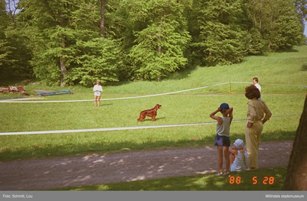 En rödbrun flatcoated retriever-hund står, mitt i en inhägnad hage, och tittar på sin förare i väntan på kommando. Utanför hagen står personer och ser på. Hunddressyr vid Gunnebo slott.