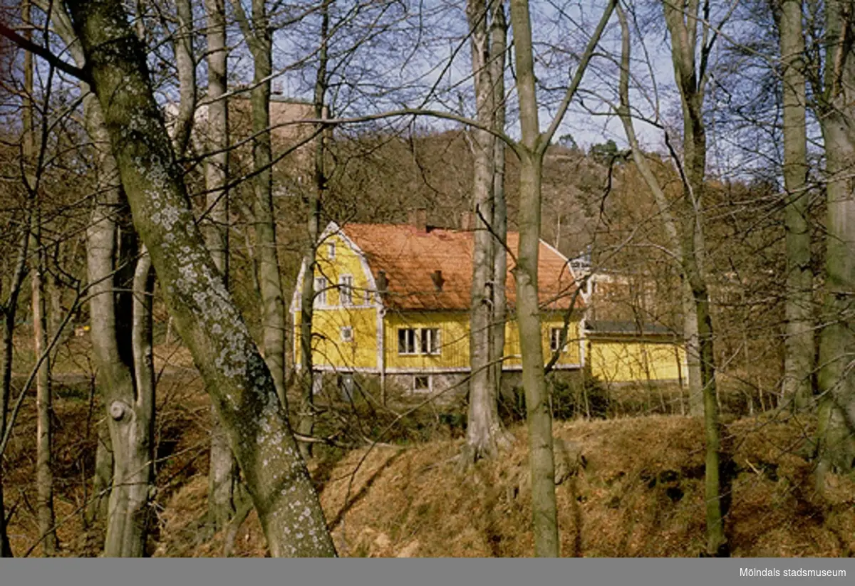 Rester av Lackarebäcks gård, Lackarebäcksskogen i Svejserdalen, april 1993.