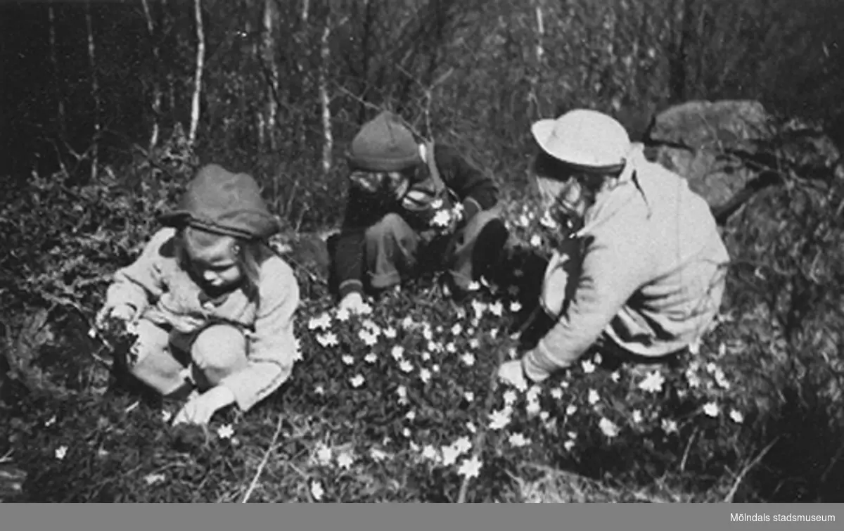 Tre barn från Krokslätts daghem plockar vitsippor, troligtvis på Safjället, 1948 - 1951.