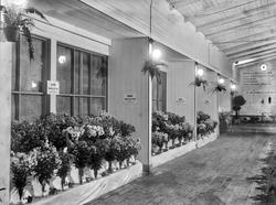 utstilling, Østfoldutstillingen, blomster, fylkesgartner, Ø