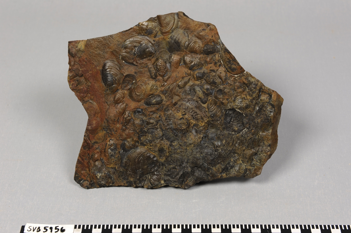 Steinplate med fossil av dyret buchia (musling) fra juratiden.