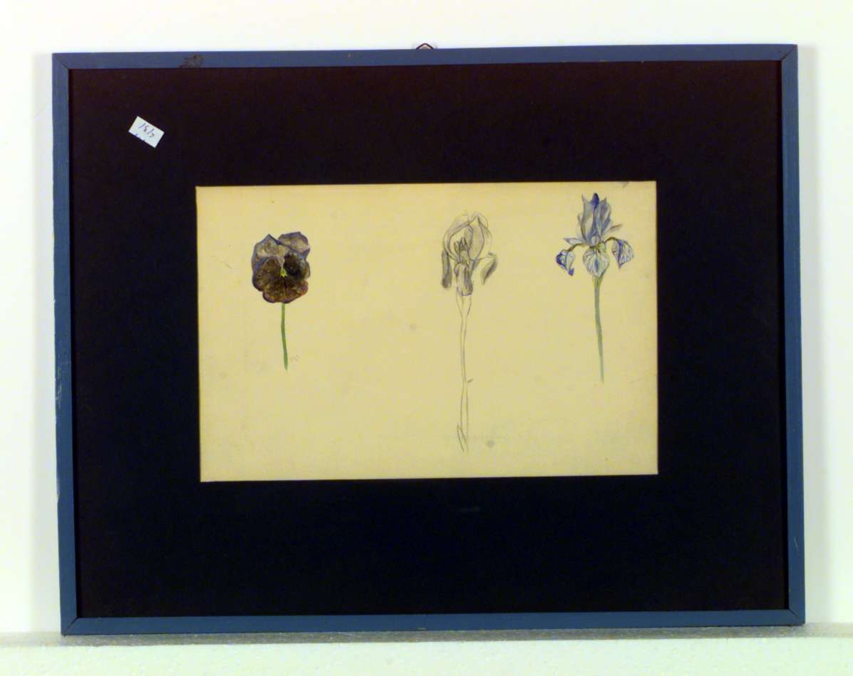 En iris og en stemorsblomst malt i akvarell og en iris tegnet med blyant.