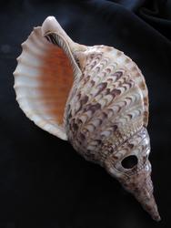 Konkylietrompet