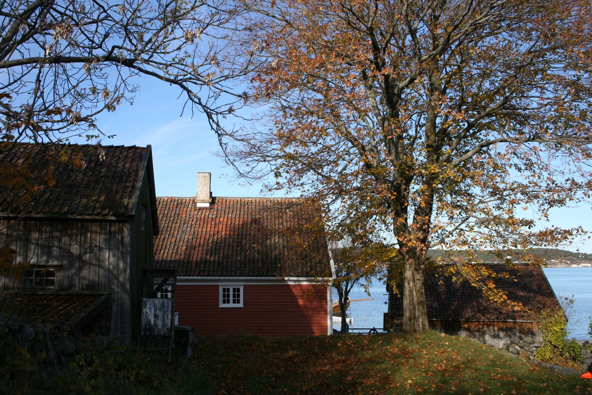 Merdøgaard, gårdstun sett fra S, fjøs og våningshus t.v. og sjøbod t.h.  Tunntreet, lønn, som skal beskjæres. Litt av Revesandsfjorden i bakgrunnen t.h. 
