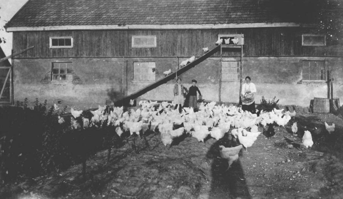 Berit, Anne og Thorstein Ødegård mater høner foran  hønsehuset på Lunner.