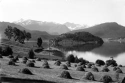 Høyståler langs Holmemstranda..Seljevoll, Holmemstranda. Hol